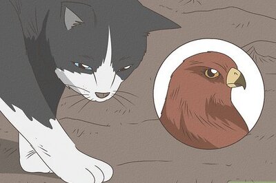 The Wild Reasons Why Cats Instinctively Bury Their Poop