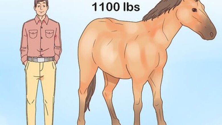How to Choose Your Horse