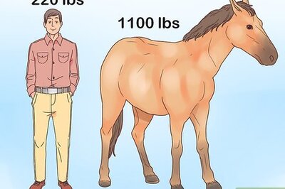 How to Choose Your Horse