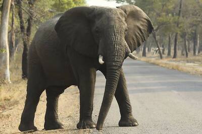 55 Elephants Starved to Death in Two Months in Zimbabwe's Biggest National Park
