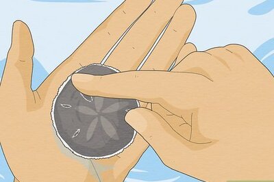 How to Clean Sand Dollars