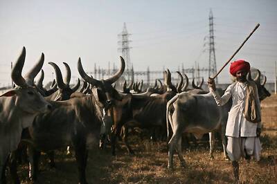 On India-Bangladesh Border, Crackdown on Cow Smuggling Throws Up Unexpected Result