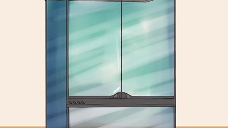 How to Care for Tree Frogs