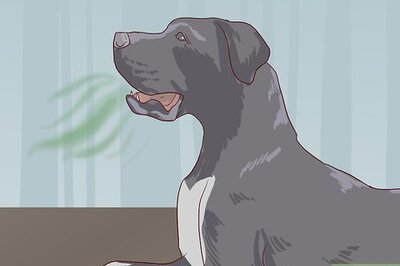 How to Check for Signs of Dental Disease in Dogs