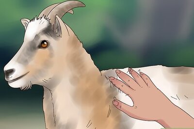How to Treat Goats for Ticks and Fleas