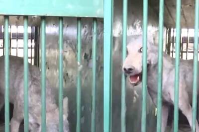 Forest Officials Shun Drones, Follow Pug Marks To Capture Fifth Wolf After Deadly Attacks In Bahraich | Video