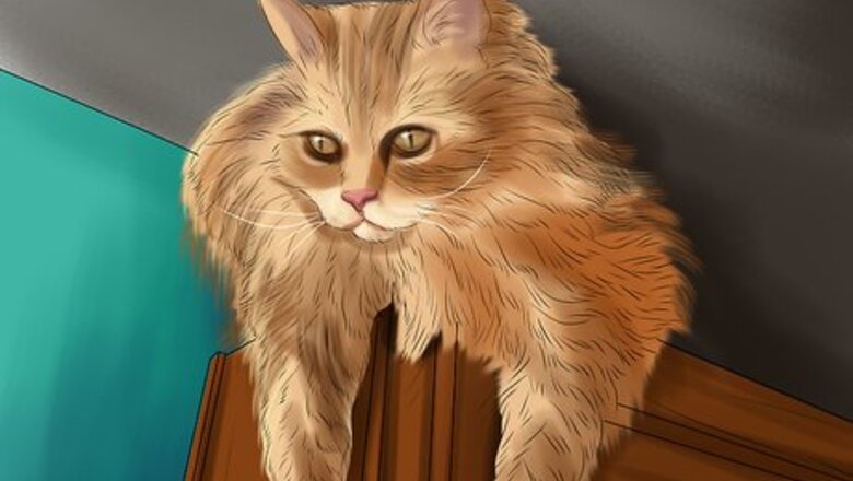 How to Provide High Resting Spaces for Your Cat