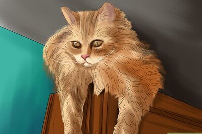 How to Provide High Resting Spaces for Your Cat