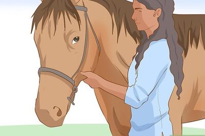 How to Do Basic Dressage Successfully
