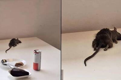 Bengaluru IKEA Apologises After Customer's Viral Tweet Shows Dead Rat on Food Court Table