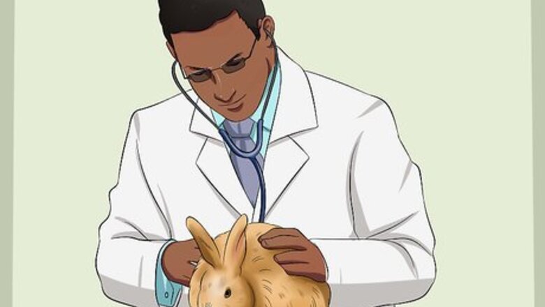 How to Care for Satin Angora Rabbits