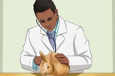 How to Care for Satin Angora Rabbits