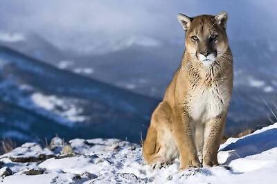 US dentist named as killer of Zimbabwe's Cecil the lion