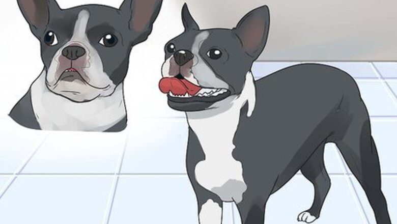 How to Care for a Boston Terrier
