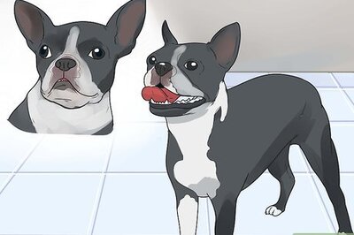How to Care for a Boston Terrier