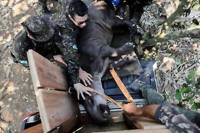 Wider Image: Amazon Animal Rescue Brings Hope From Blazes Great And Small