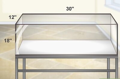 How to Create a White's Tree Frog Habitat