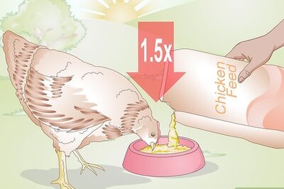 How to Feed Chickens during the Winter