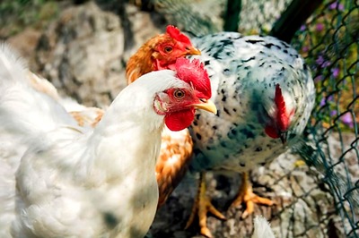 UK Scientists Edit Chicken Genes to Make them Resistant to Bird Flu