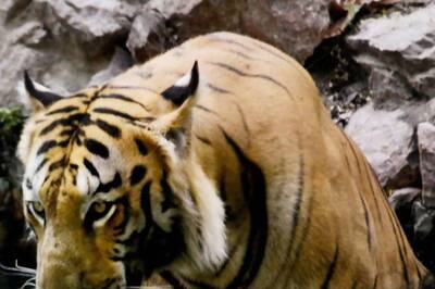 Tiger Captured Weeks After It Killed, Partially Ate Man Near Bhopal
