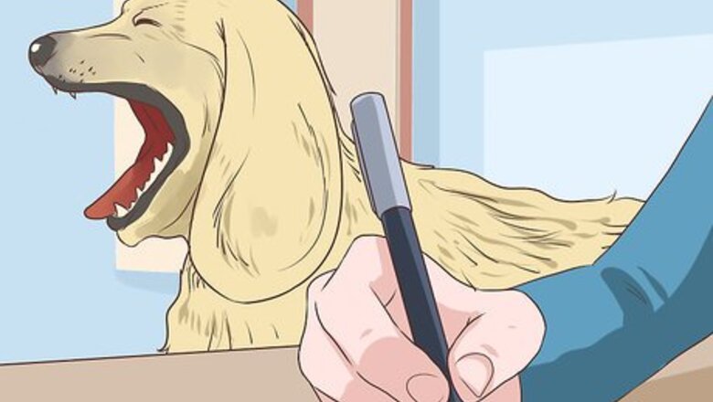 How to Diagnose Cardiac Disease in Senior Dogs