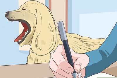 How to Diagnose Cardiac Disease in Senior Dogs