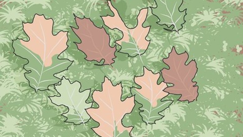 How to Treat Oak Wilts