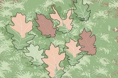 How to Treat Oak Wilts