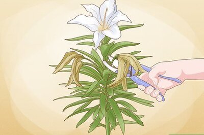 When & How to Prune Lilies for Healthy, Happy Blooms