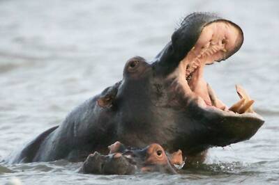 Delhi HC Directs Asiad Circus to Reveal Hippo's Whereabouts