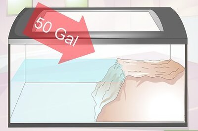 How to Keep a Turtle Healthy