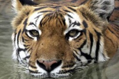India looks to dragon to rescue tiger