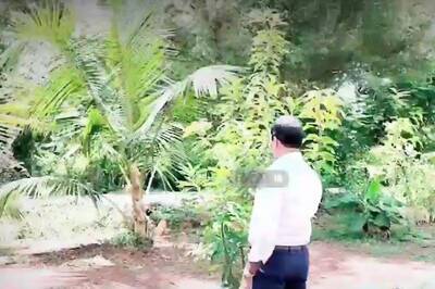 International Day of Climate Change: Meeting Climate Targets Through Tree Planting