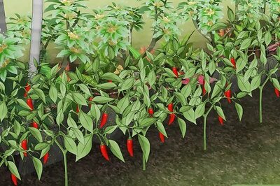 How to Protect Your Home and Garden from Elephants