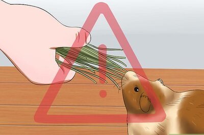 How to Feed Guinea Pigs Vitamin C