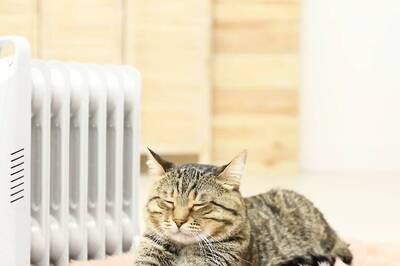 Pet-Friendly Interiors: Designing Stylish Spaces That Accommodate Furry Friends