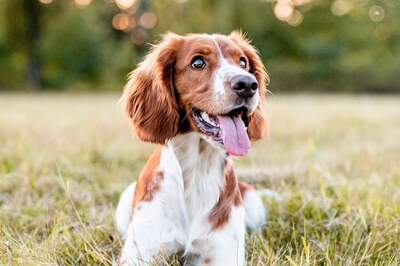 Noida Youth Kidnapped, Threatened to be Killed If Pet Dog Not Handed Over As Ransom; 3 Booked