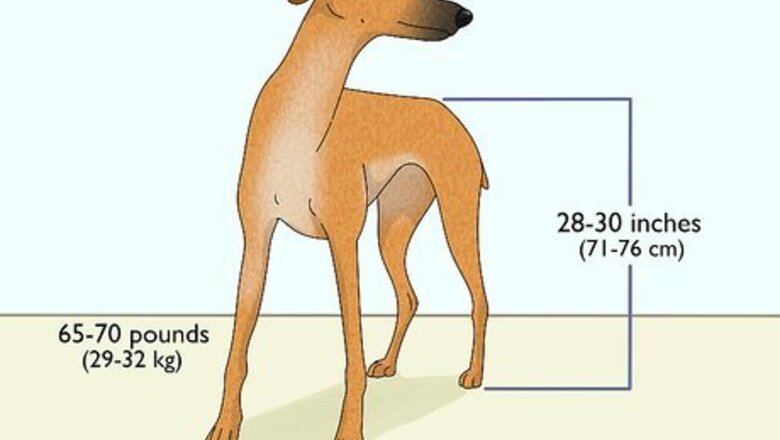 How to Identify a Greyhound