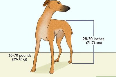 How to Identify a Greyhound