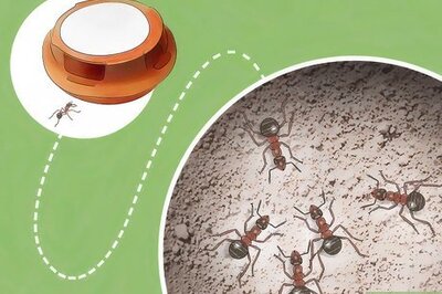 How to Get Rid of Ants Outside