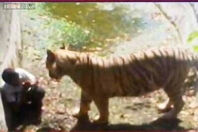 Zoo tiger attack: HC notice on plea for compensation