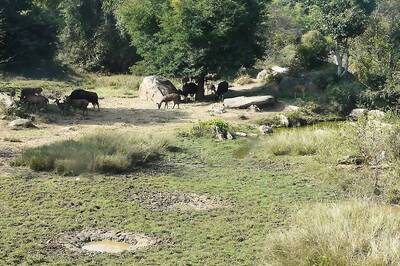 Bannerghatta National Park's Buffer Zone in Karnataka Reduced by 100 sq kms