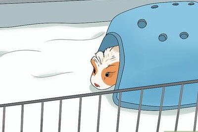 How to Neuter a Guinea Pig
