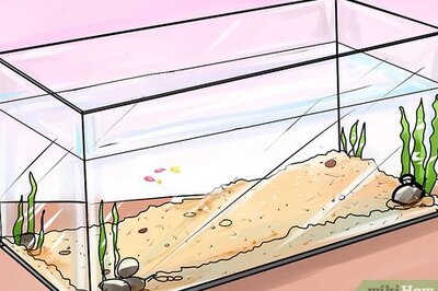 How to Help Guppy Fry Grow