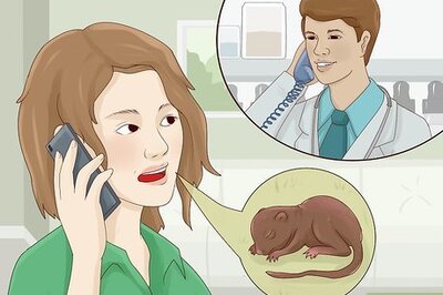 How to Feed a Baby Squirrel