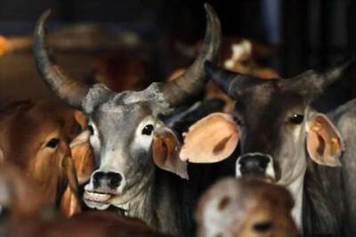 District Magistrate, 5 Other Officials in UP Suspended over Negligence in Cow Protection