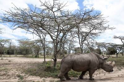After Health Scare, World's Last Male Northern White Rhino on the Mend