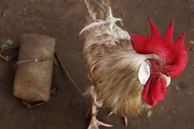 Rooster Row in Bengaluru: Man Takes to Twitter to Complain About Bird's Crowing in Neighbour’s Farm