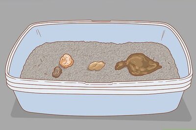 How to Diagnose and Treat Giardia in Cats