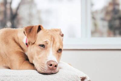 5 Signs of Monsoon-Related Stress in Pets and How to Address Them